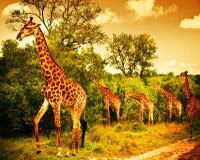 Autocolant, Girafe in savana - 1