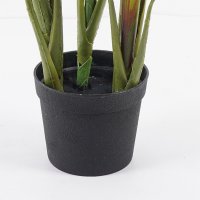 Planta decorativa Cycas Verde cu ghiveci - 55x55x80 cm - 3