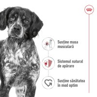 ROYAL CANIN Medium Adult hrană umedă câini (pate), 410g - 3