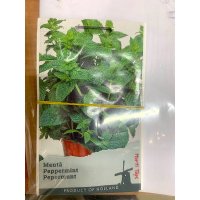 Seminte de menta - planta aromatica pentru gradina si ghiveci - 1