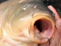 Korda Carlige Mixa Nr. 6 - 10buc/plic - 2