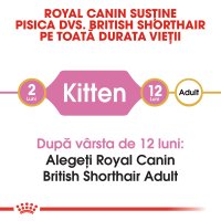 ROYAL CANIN British Shorthair Kitten, hrană uscată pisici junior, 2kg - 8