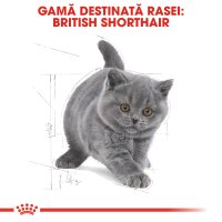 ROYAL CANIN British Shorthair Kitten, hrană uscată pisici junior, 10kg - 4