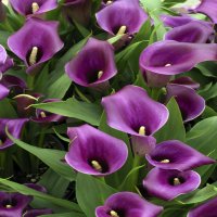 Zantedeschia (Cala) roz - planta naturala decorativa - 5