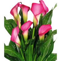 Zantedeschia (Cala) roz - planta naturala decorativa - 6