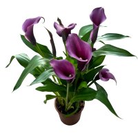 Zantedeschia (Cala) roz - planta naturala decorativa - 3