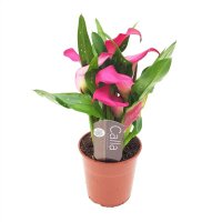 Zantedeschia (Cala) roz - planta naturala decorativa - 4