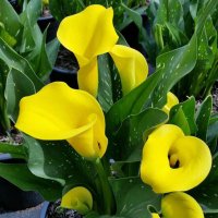 Zantedeschia (Cala) roz - planta naturala decorativa - 2