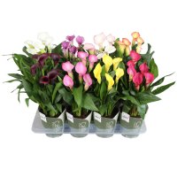 Zantedeschia (Cala) roz - planta naturala decorativa - 1