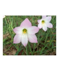 Habranthus Robustus, Crinul Ploii, 4/5, Roz, 10 bulbi - 1