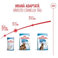 ROYAL CANIN Maxi Starter Mother & Babydog, mama și puiul, hrană uscată câini, 4kg - 11