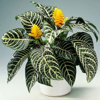 Aphelandra squarrosa - Planta Zebra, Inaltime 35 cm - 5