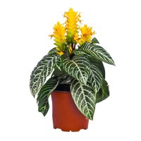 Aphelandra squarrosa - Planta Zebra, Inaltime 35 cm - 1