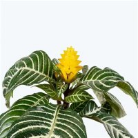 Aphelandra squarrosa - Planta Zebra, Inaltime 35 cm - 3