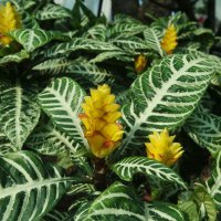 Aphelandra squarrosa - Planta Zebra, Inaltime 35 cm - 2