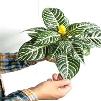 Aphelandra squarrosa - Planta Zebra, Inaltime 35 cm - 4
