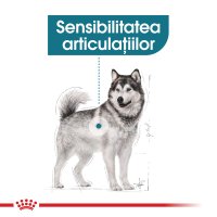 ROYAL CANIN Maxi Joint Care, hrană uscată câini, îngrijirea articulațiilor, 10kg - 3