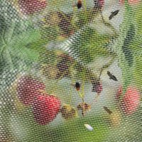 Plasa Anti-Insecte Tuta 1.2m x 100m - 2