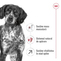 ROYAL CANIN Medium Adult 7+, hrana uscata pentru caini senior, 4kg - 3