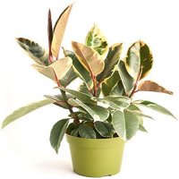 Ficus Elastica 'Tineke' - Ficus de Cauciuc cu Frunze Pestrite, Inaltime 50 CM - 1