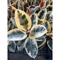 Ficus Elastica 'Tineke' - Ficus de Cauciuc cu Frunze Pestrite, Inaltime 50 CM - 4