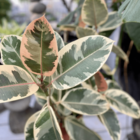 Ficus Elastica 'Tineke' - Ficus de Cauciuc cu Frunze Pestrite, Inaltime 50 CM - 3