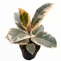 Ficus Elastica 'Tineke' - Ficus de Cauciuc cu Frunze Pestrite, Inaltime 50 CM - 2
