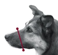 Botnita din Nylon Trixie pentru Mittelpudel - S-M, 20 cm (15-36 cm) - 4