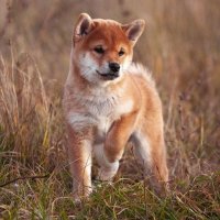 ESSENTIAL Beginning Small Breed XS-S, hrana uscata fara cereale pentru caini juniori, cu pui si rata, 10 kg - 3