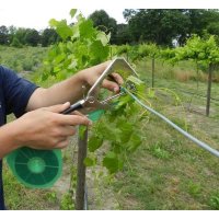 Banda pentru cleste aparat de legat vita de vie, 10 bucati - 2