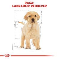 ROYAL CANIN Labrador Puppy, hrană uscată câini junior, 12kg - 4