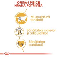 ROYAL CANIN British Shorthair Adult, hrană uscată pisici, 10kg - 5