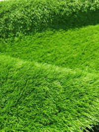 Gazon Artificial Tinoh Verde 300x500 cm - Delta - 2