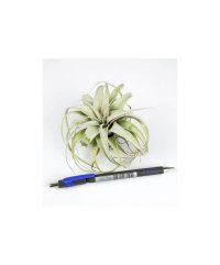 Tillandsia Xerographica Bonsai - Medie - 3