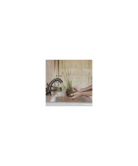 Tillandsia Xerographica Bonsai - Medie - 1