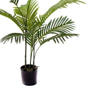 Planta decorativa de gradina Areca Pako World Negru 80x80x80 cm - 3