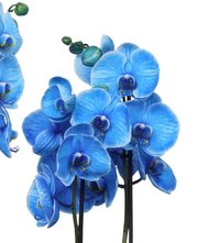 Planta naturala de interior Orhidee Magic Blue Royal blue A2, cu flori dimensiune 90 cm - 3