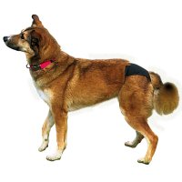 Trixie Chiloti igienici pentru caini, marimea XL, 60-70 cm - 3