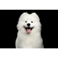 NATURES PROTECTION Superior Care White Dogs, Recompense Funcționale Fără Cereale cu Hering și Ceai Verde, XS-XL, 150g - 6
