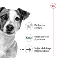 ROYAL CANIN Mini Ageing, hrană umedă câini senior, (în sos), 85g - 3