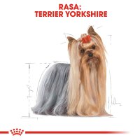 ROYAL CANIN Yorkshire Adult hrană umedă câini (pate), 85g - 3