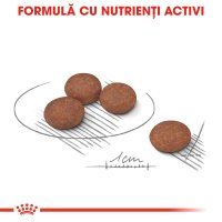 ROYAL CANIN Mini Digestive Care, hrană uscată câini, confort digestiv, 8kg - 6