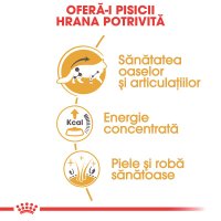 ROYAL CANIN Maine Coon Adult, hrană umedă pisici, (în sos), 85g - 4