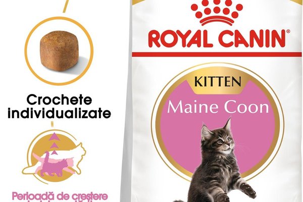 Royal Canin Maine Coon Kitten hrana uscata pisica junior, 10 kg