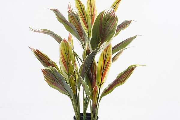 Planta decorativa Cycas Verde cu ghiveci - 55x55x80 cm