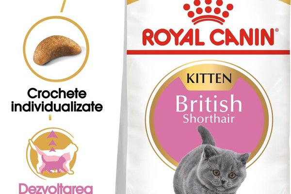 Royal Canin British Shorthair Kitten hrana uscata pisica junior, 10 kg