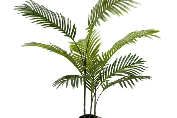 Planta decorativa de gradina Areca Pako World Negru 80x80x80 cm