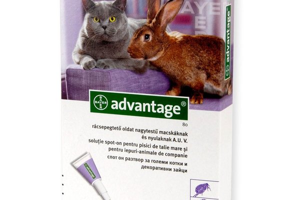 Advantage 80 Cat/ Rabbit x 4 Pipete