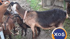capra anglo nubiana