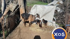 capra anglo nubiana  de rasa pura,cu 3 iezi